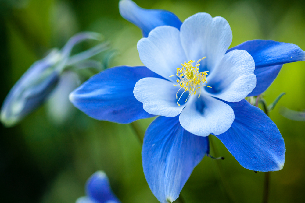 Stunning-blue-flower-you-will-see-at-the-2015-Wildflower-Pilgrimate-in-the-Smoky-Mountains