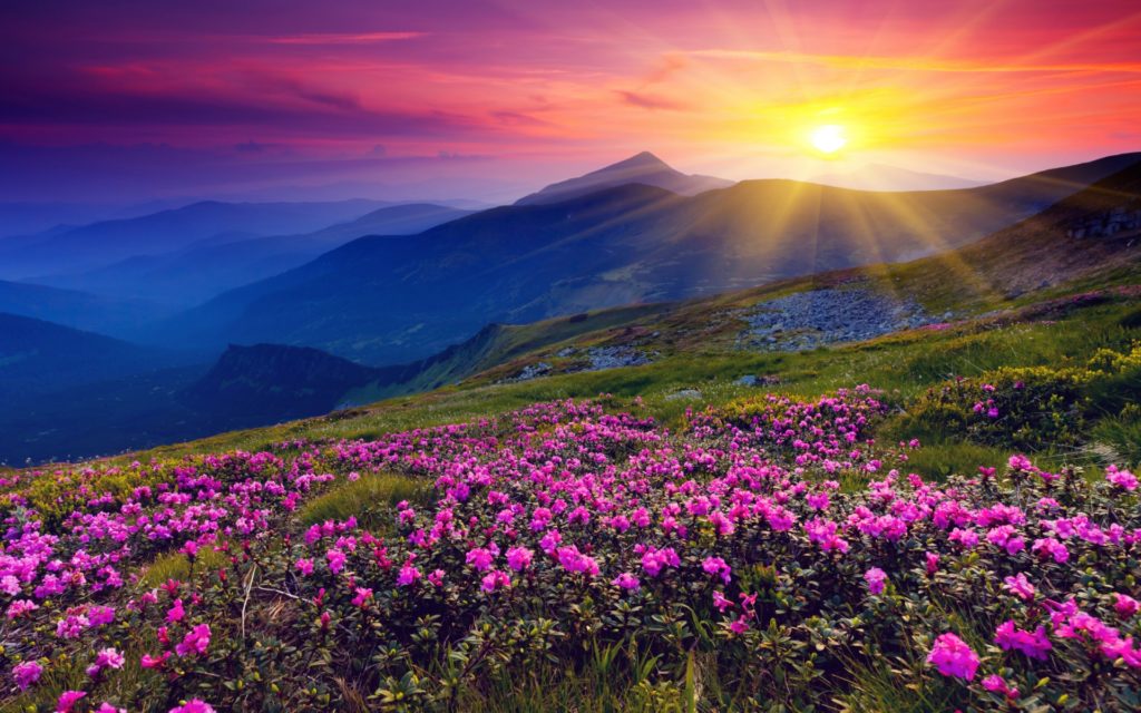 latest-wildflower-wallpaper_090719631_196